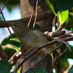 Japanese Bush-Warbler